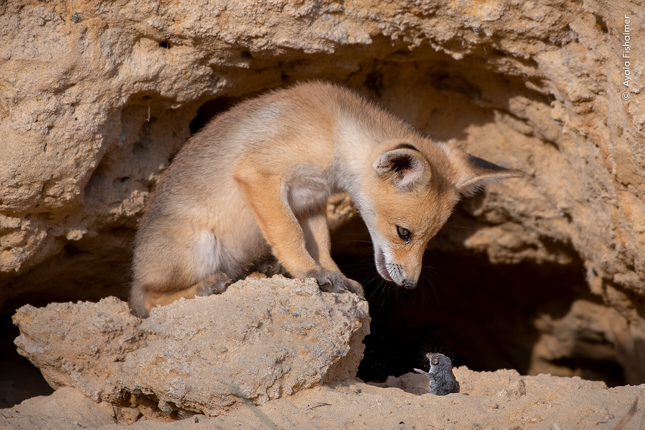 Standing on a rock in the Judean Foothills of Israel, a red fox cub locks eyes with the shrew it had, moments earlier, thrown up in the air.