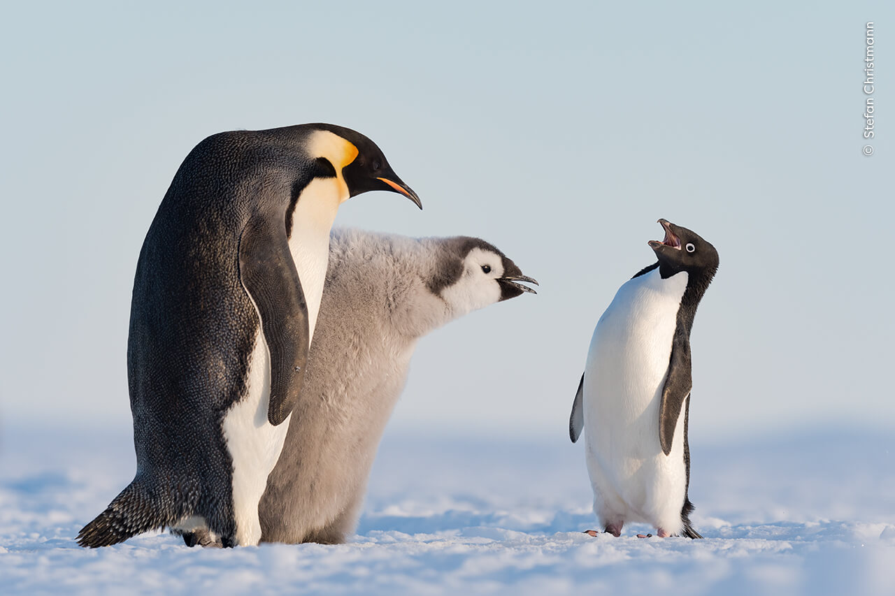 An Adélie penguin (right) tries to interfere with an emperor penguin chick’s feeding time in Antarctica’s Atka Bay.