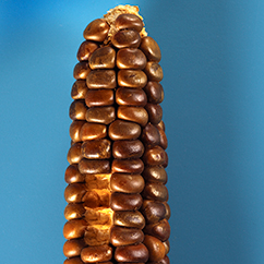 A thousand year old maize cob recovered from Tularosa Cave, New Mexico. National Museum of Natural History, Smithsonian Institution, Catalog number 246279