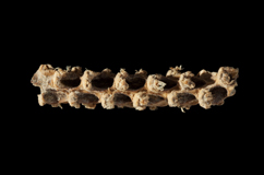 Photo: Ancient DNA from this 5310-year-old cob sheds light on maize domestication. Credit: Bruce Smith. 