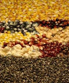 Photo: The evolution of wild teosinte kernels (bottom) to domesticated maize varieties (middle) to modern commercial corn (top). Credit: Thomas Kono.