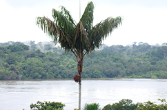 The palm Oenocarpus bacaba with a patchy Amazonian distribution and small fruits is less important to local communities for human food than other abundant and large fruited congeneric species such as Oenocarpus bataua. Photo: Rodrigo Cámara-Leret.
