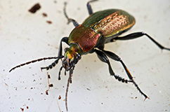 Carabus arcensis that has been investigated in this study. Photo: AKH