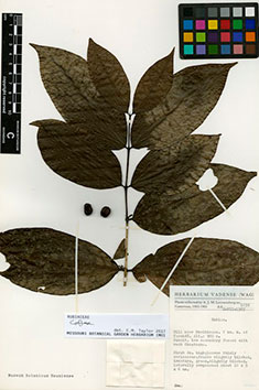 Three collections of the true cofee genus - Coffea - was also discovered among the unidentified specimens. According to Coffea expert Aaron Davis from the Royal Botanic Gardens Kew, one of them is probably a new species, which will be named Coffea nkolbissonii after the area in Cameroon where it was first collected.