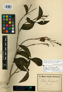 The experts discovered a total of 19 new type-specimens in the collections. One of them is a collection of Wittmackanthus stanleyanus from French Guyana, which was sent to the museum's herbarium from the herbarium in Berlin, which burned down during the second World War. The Berlin herbarium was an important historical collection which was totally lost in Berlin, but this type-specimen was luckily secured for the future in our museum in Denmark.