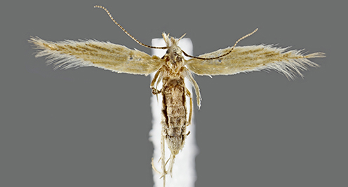 One of the newly discovered moths from the Alps: Megacraspedus dolosellus. Photo: Natural History Museum of Denmark. 
