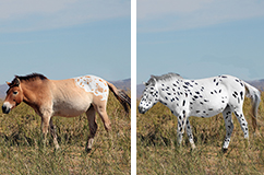 Photograph by Ludovic Orlando, reworked by Sean Goddard and Alan Outram. Artistic reconstruction of Botai horses based on genetic evidence. Some of the Botai horses were found to carry genetic variants causing white and leopard coat spotting patterns.