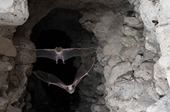 Vampire bat. Photo: Sherri and Brock Fenton