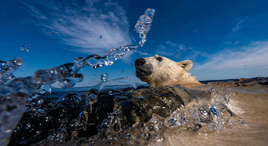 Link to info about Wildlife Photographer of the Year