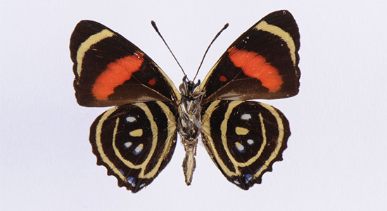 Link to collection portal, which is a picture of a butterfly