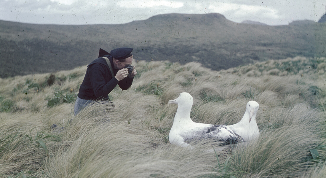 Fotograf møder albatrosser på Galathea 2