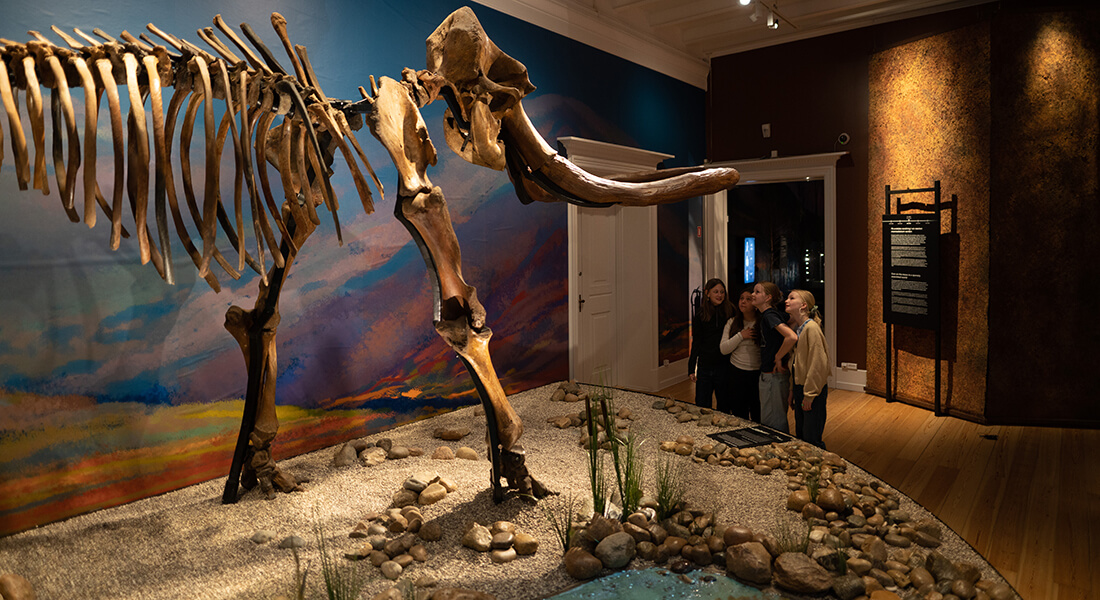 Børn kigger på et skelet af en mammut