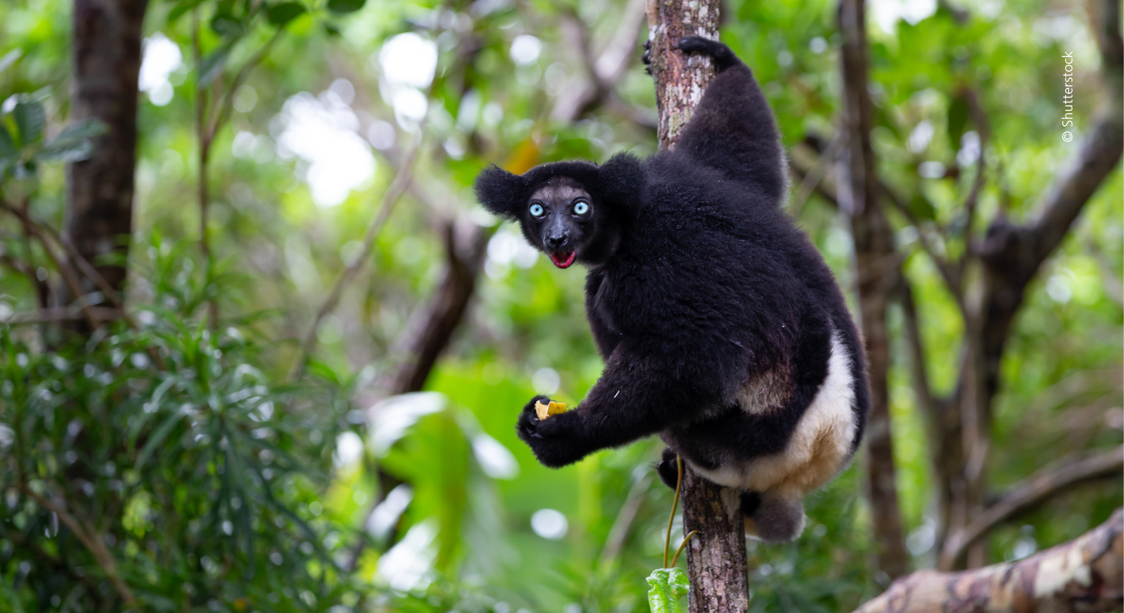Indrien, den største af lemurerne og den første vilde primat, man påviste rytmesans hos. Foto: Shutterstock