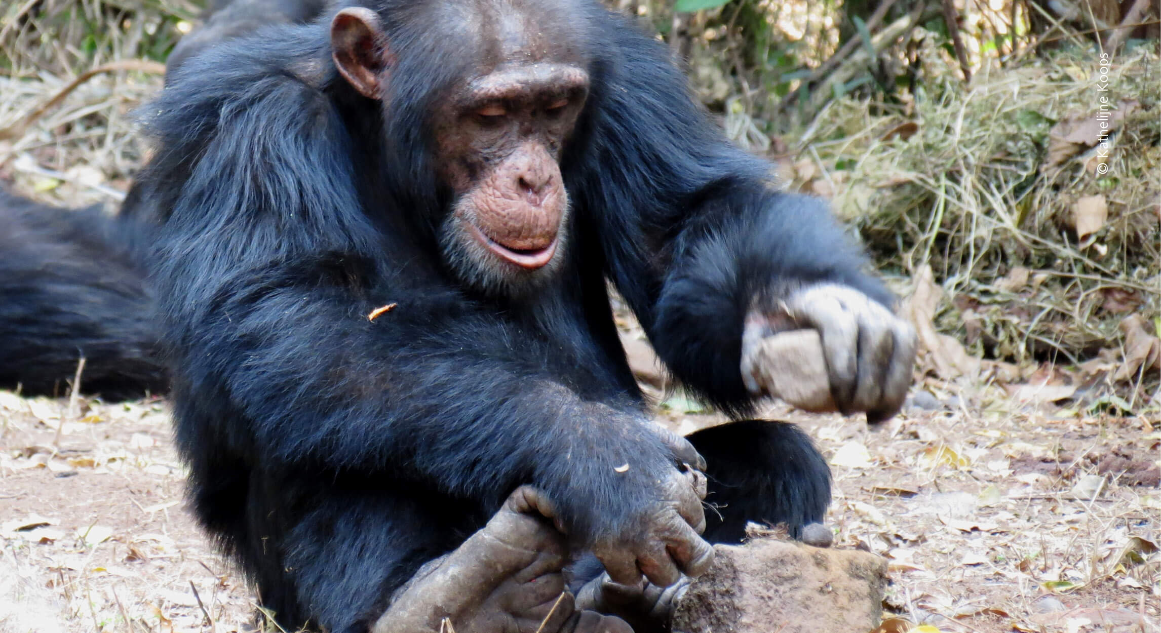 Chimpanse bruger stenredskaber. Foto: Kathelijne Koops.