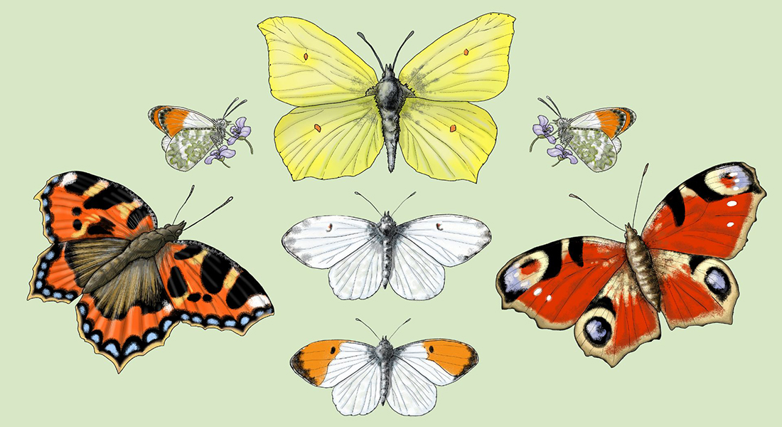 Grafik med sommerfugle