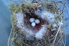 Tillid klassisk Blacken Hvilken fugl har lagt de æg, vi har fundet? – Københavns Universitet