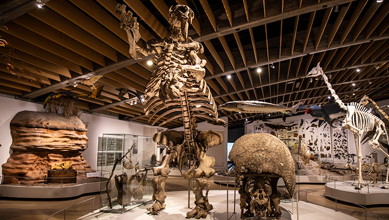 Billede af fossiler på zoologisk museum