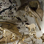 Evolutionshallen på Zoologisk Museum. Foto: Jens Astrup, Statens Naturhistoriske Museum ©.