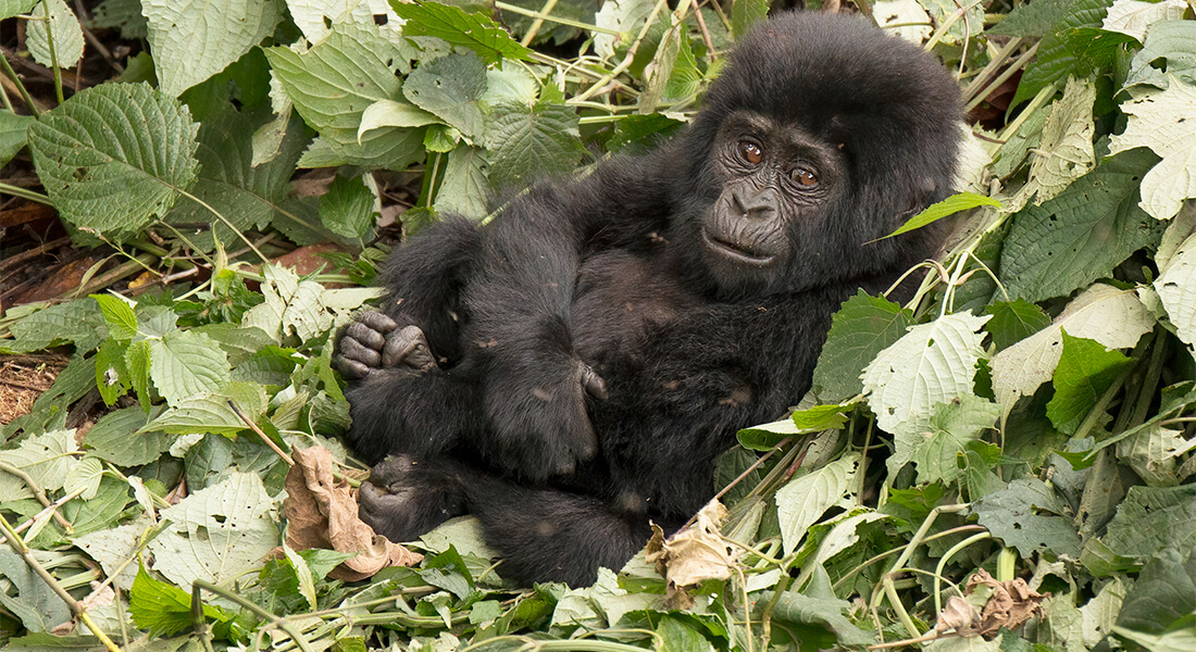 Billede af baby-gorilla