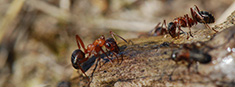 link til Bliv klog på myrerne