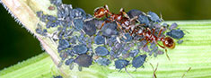 link til Læs mere om myrer