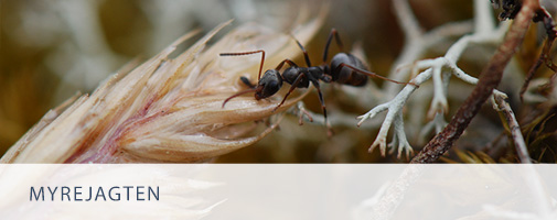 Billede af myre