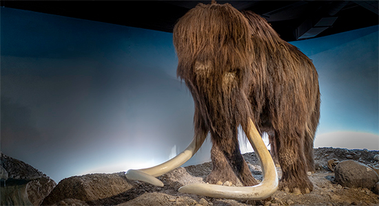 BIllede af mammuta fra udstillingen Danmarks dyreveden