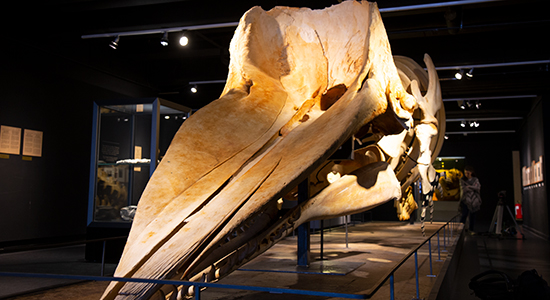 Image of whale skeleton