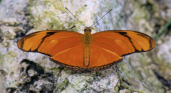 Billede af orange sommerfugl
