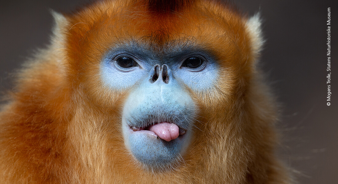 Golden snub-nosed-monkey by Mogens Trolle