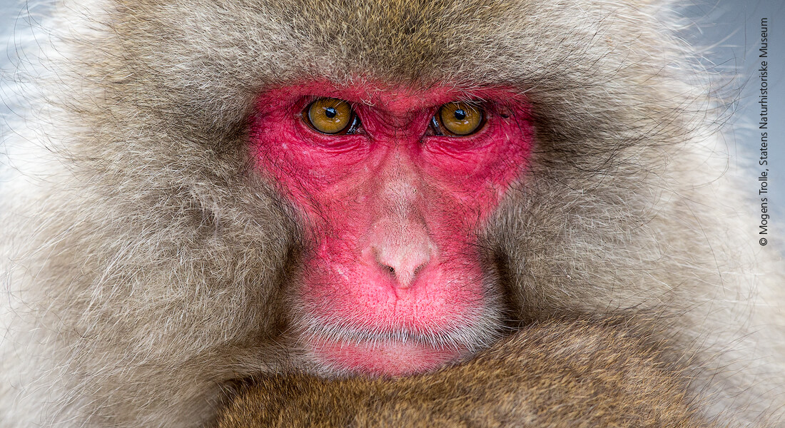 Japanese macaque by Mogens Trolle