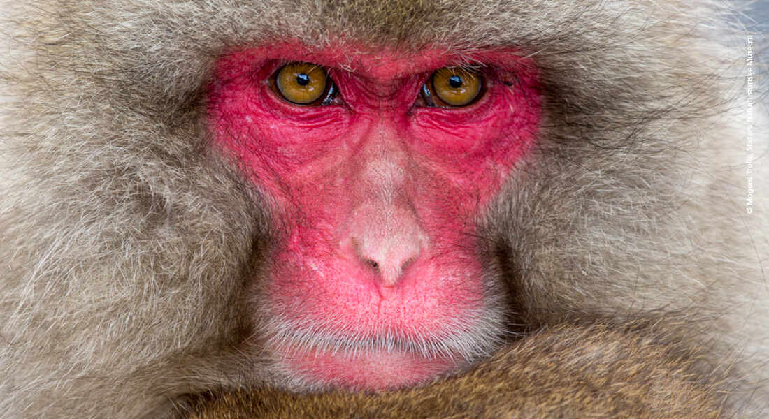 Japansk makak af Mogens Trolle