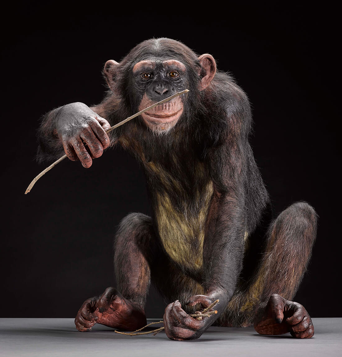 Chimpanse © National Museums Scotland