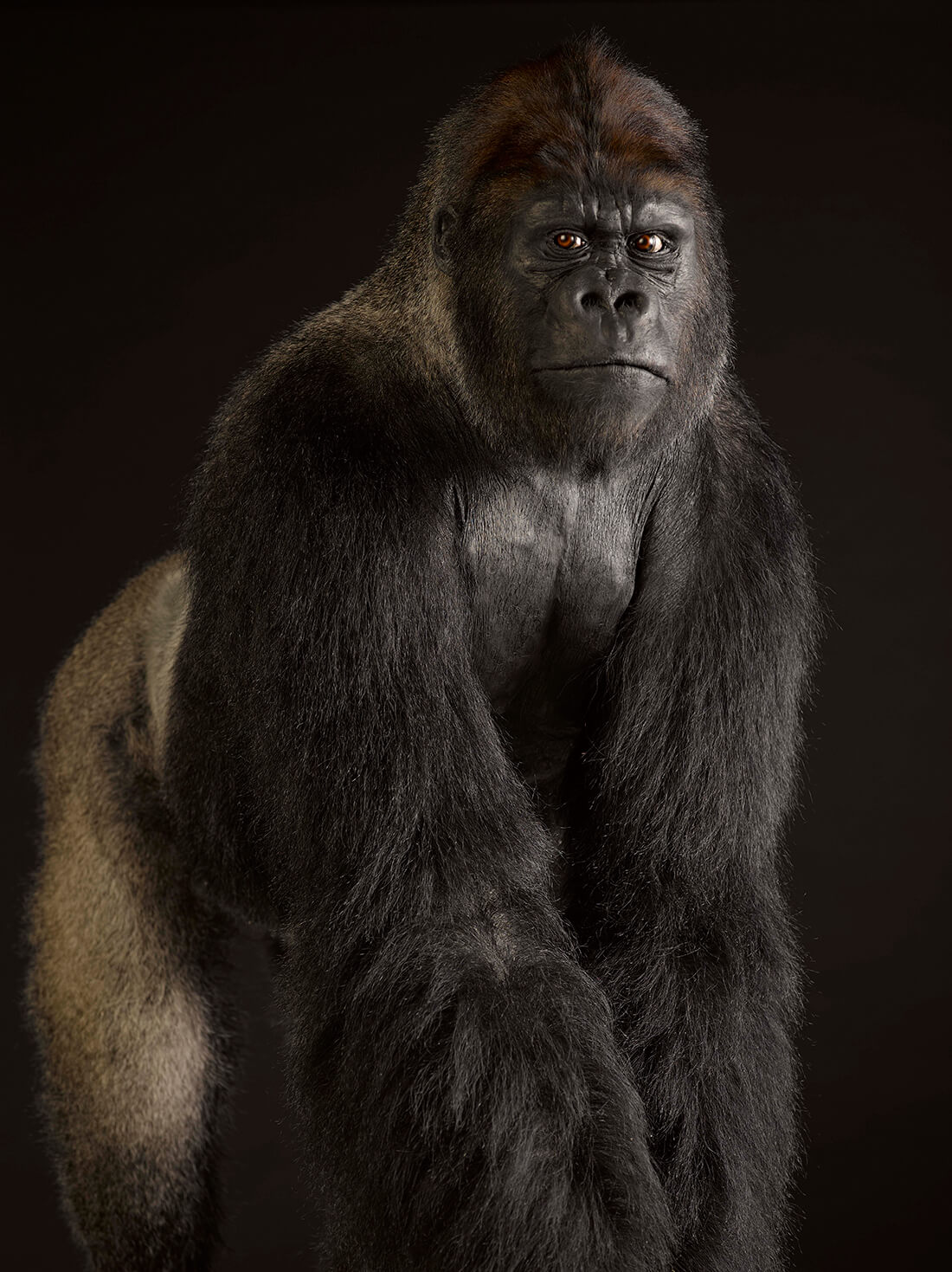 Gorilla © National Museums Scotland