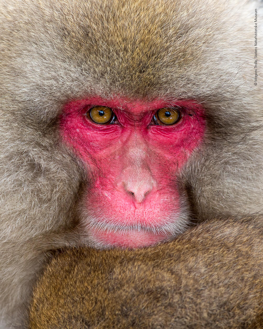 Japansk makak (sneabe) af Mogens Trolle