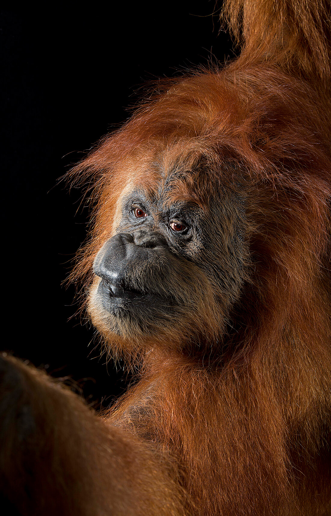 Sumatra-orangutang © National Museums Scotland