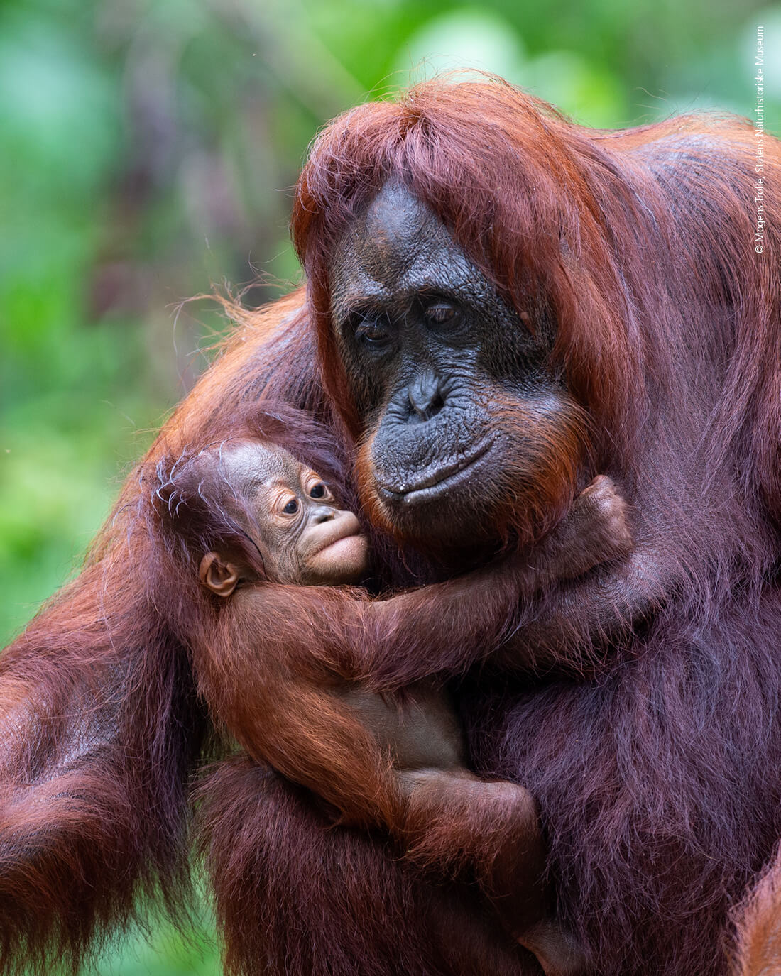 Borneo-orangutang af Mogens Trolle