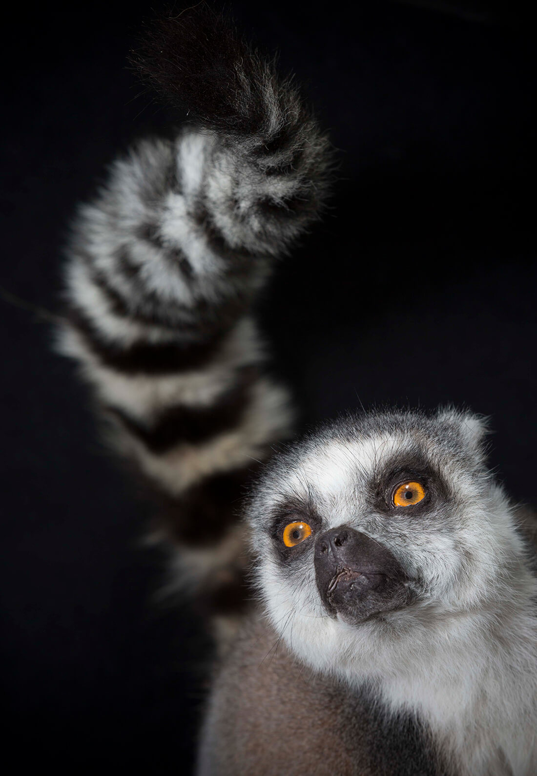 Katta-lemur © National Museums Scotland