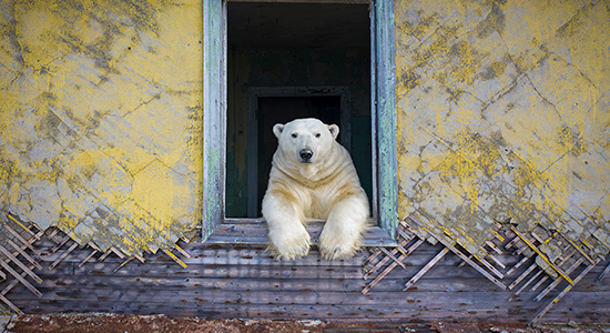 Image of a polar bear in a window
