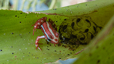 Image of frog in the palm house