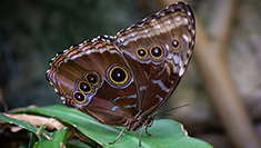 billede af sommerfugl