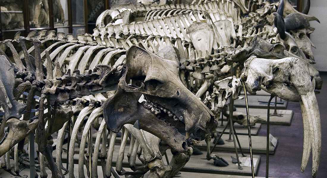 Skeletter i museets magasiner