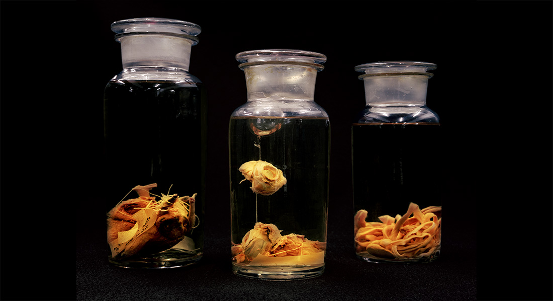 Gejerfugl på glas i museets samlinger