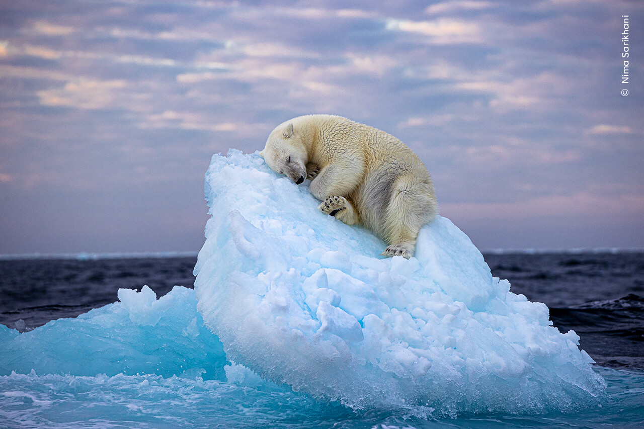 En isbjørn har fundet sig en soveplads på et lille isbjerg ud for den norske øgruppe Svalbard højt mod nord.