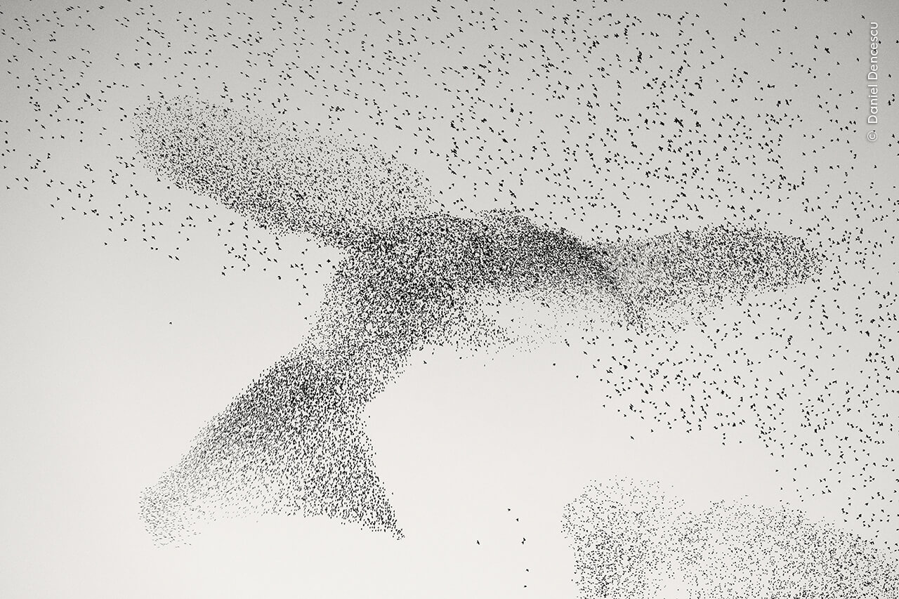 En fascinerende formation af stære på vej til en fælles rasteplads tager form som en gigantisk fugl på himlen over Rom.