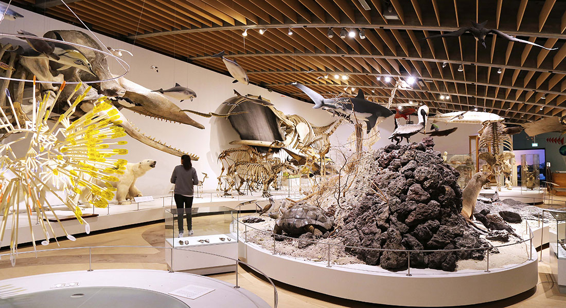 Evolutionshallen på Zoologisk Museum